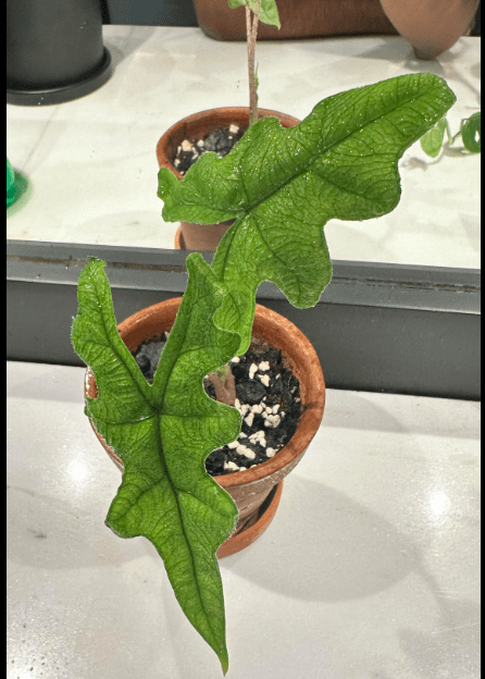 Alocasia Jacklyn planted in soil